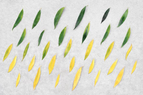 Quelles pratiques pour assurer une transition réussie vers un modèle d'affaires écoresponsable ?