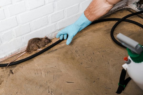 Les services de dératisation à Paris : les meilleurs moyens de lutter contre les infestations de rats et souris